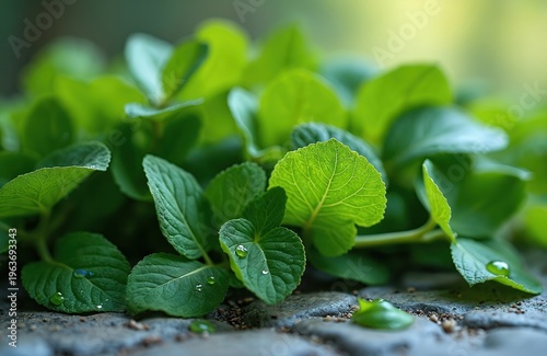 Close up of fresh sorrel leaves with water drops resting on them. Green sorrel plants grow in the garden on a stone path. Healthy herb for cooking and seasoning.