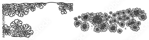 Detailed hand drawn organic lichen clusters and botanical elements in black ink line art