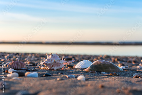 Summer sandy background with shells, seashells in the sandy beach, enjoying summer vacation at the sea, suitable for summer backgrounds with a place to copy and write, sea shells. shell, sea shell.