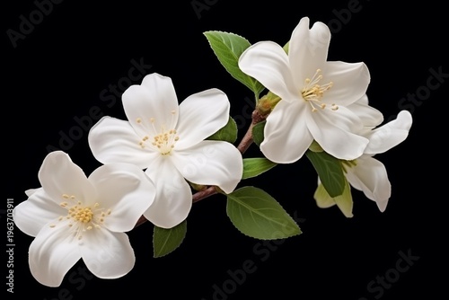 White jasmine flowers with green leaves blooming on a branch against a dark background