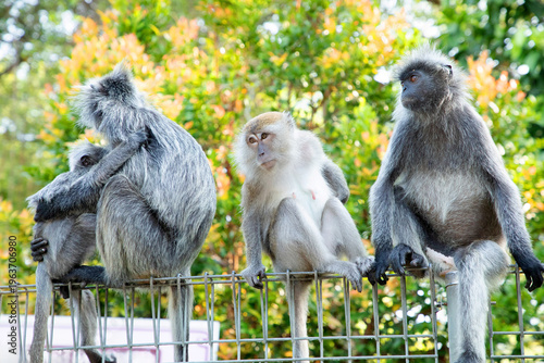 Closeup portrait of Tufted gray langur Semnopithecus priam