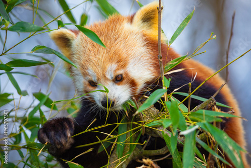 red panda Ailurus fulgens, lesser panda, is a small mammal