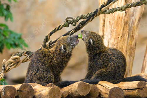 Binturong Arctictis binturong, also known as bearcat. Wildlife animal.