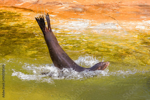 Sea lion diving into water creating splashes and ripples in sunlight
