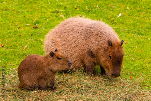 Two capybaras grazing on green grass natural habitat showcasing their social