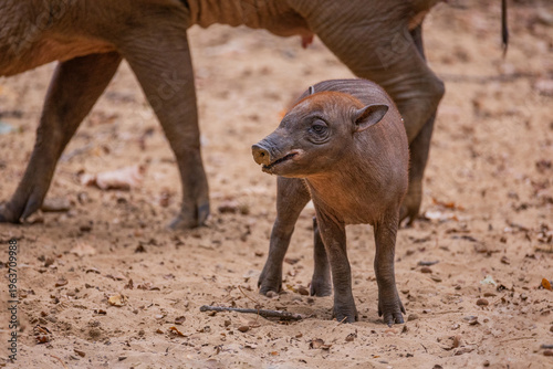 Young wild boar exploring sandy ground in natural habitat with adults nearby