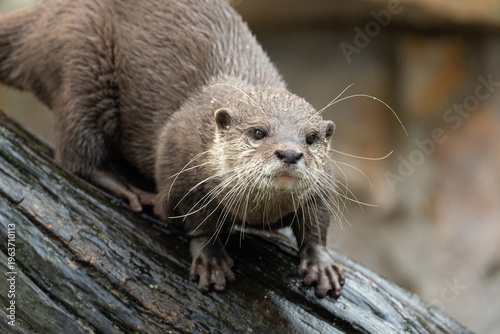 Asian small clawed otter Amblonyx cinerea, small clawed otter