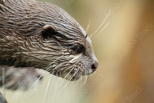 Asian small clawed otter Amblonyx cinerea, small clawed otter