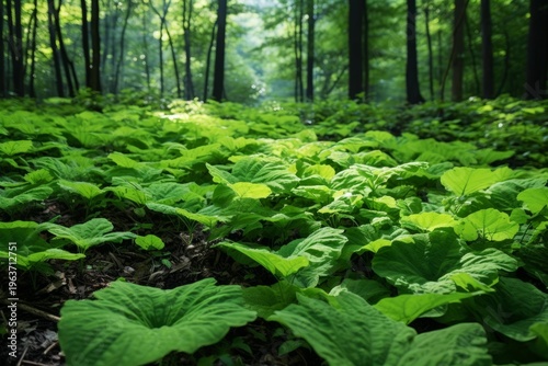 Green plant foliage covering forest ground with sunlight filtering through trees