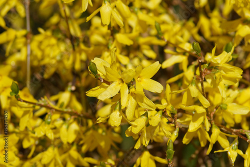 Vászonkép Close up yellow Easter tree or Forsythia flowers