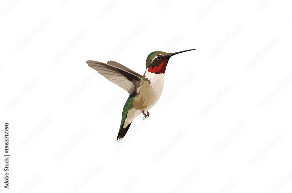 Naklejka premium Ruby-throated hummingbird flying with wings spread
