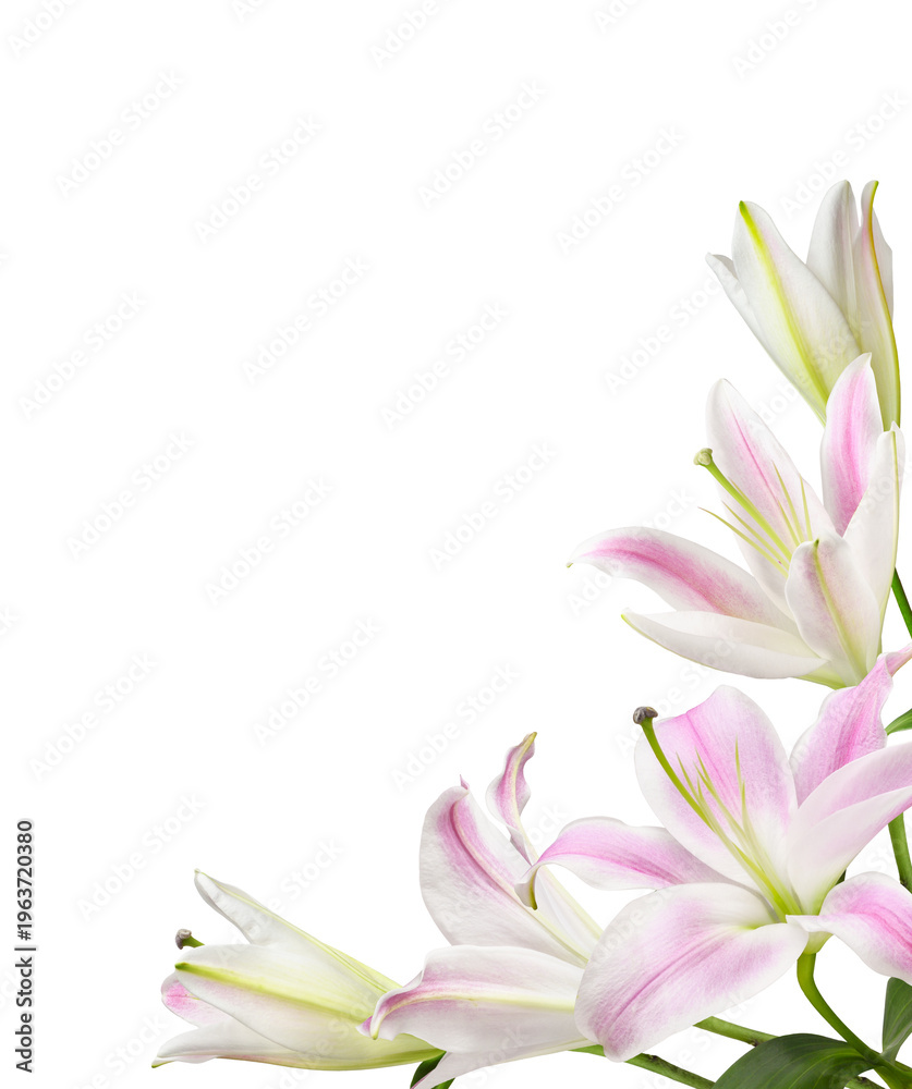 Fototapeta premium Pink and white lily flowers in a corner arrangement isolated on white or transparent background
