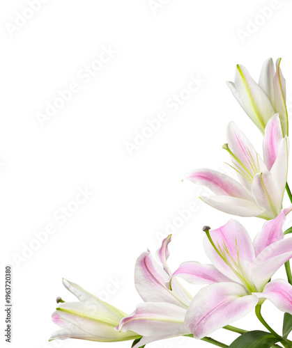 Pink and white lily flowers in a corner arrangement isolated on white or transparent background