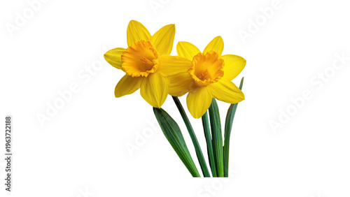 Two yellow daffodil flowers with green stems isolated