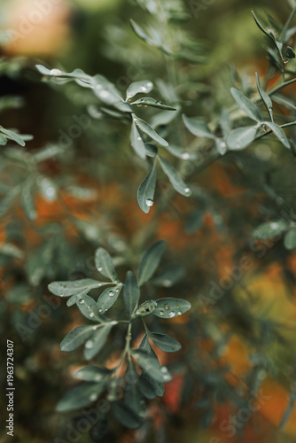 christmas tree branch