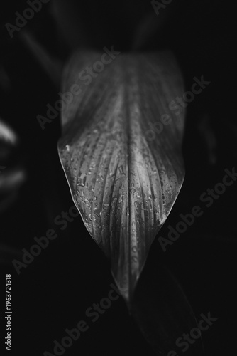 black and white leaf
