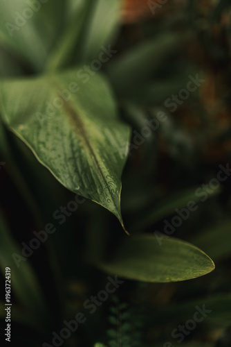 green leaf with water drops
