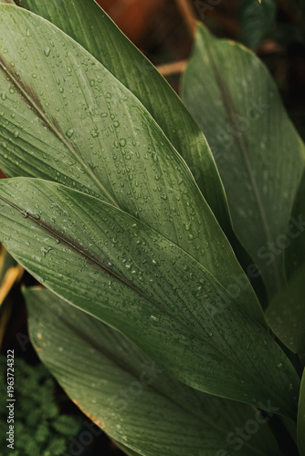 close up of green leaf