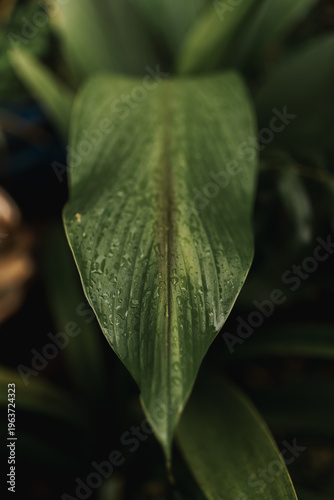 rain drops on leaf