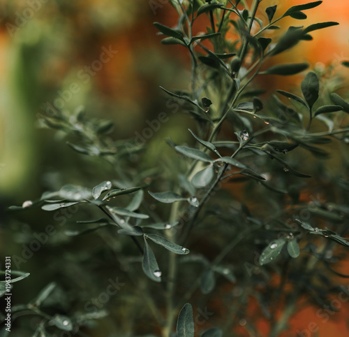 leaves of a tree