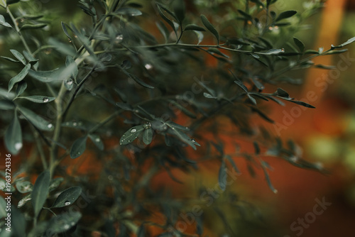 rain drops on the leaves