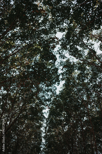 trees in the forest