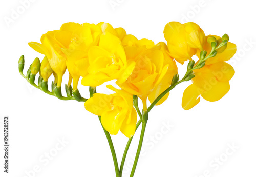 Obraz na plátně Beautiful yellow freesia flowers isolated on white