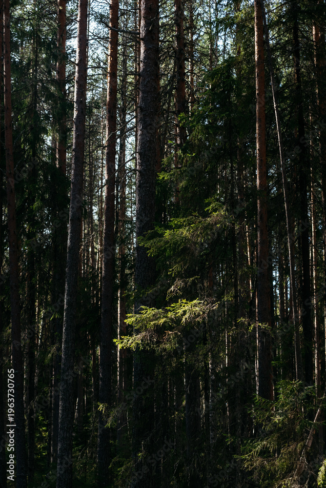 Obraz premium A spring forest. Warm sunlight, deep shadows, and bright patches of sun.