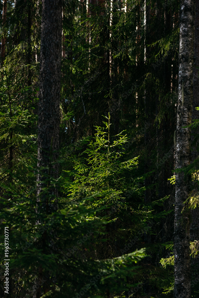 Obraz premium A spring forest. Warm sunlight, deep shadows, and bright patches of sun.