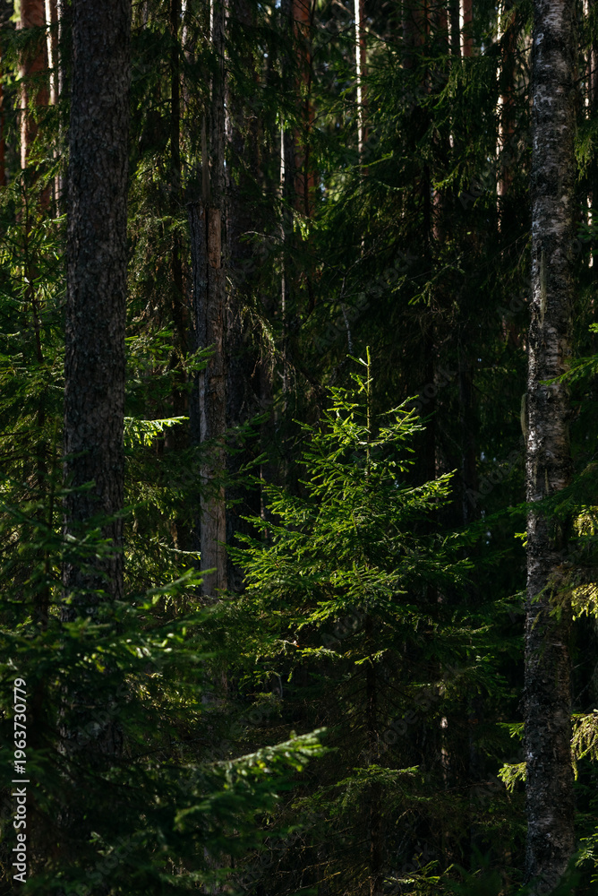 Obraz premium A spring forest. Warm sunlight, deep shadows, and bright patches of sun.