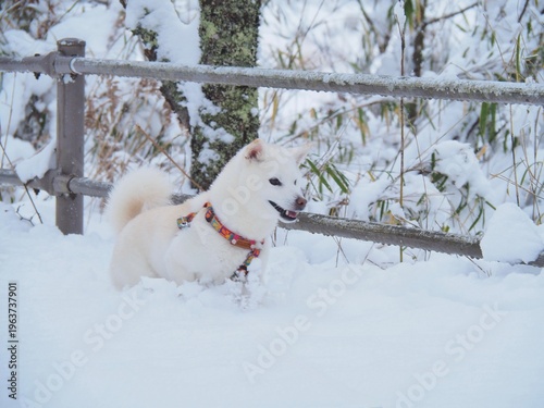 雪の公園を散歩する白い犬