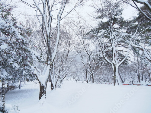 雪に覆われた公園