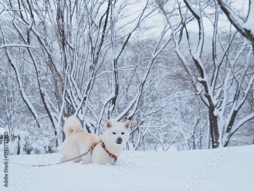 雪の公園を散歩する白い犬