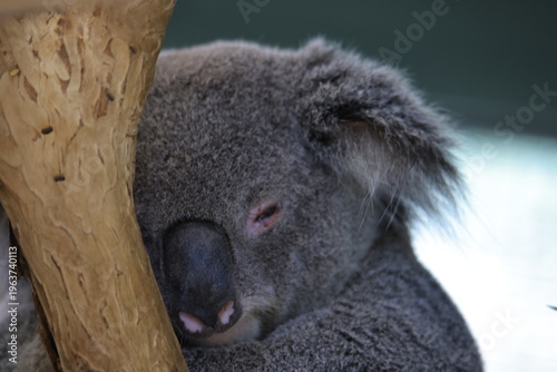 Photography koala