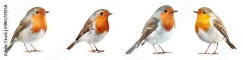 European Robin Bird Portraits - Detailed Ornithology Illustration Set