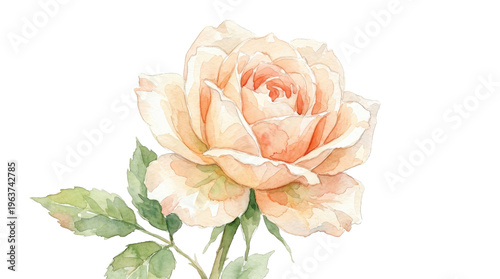 Delicate Peach Rose Watercolor Art Isolated