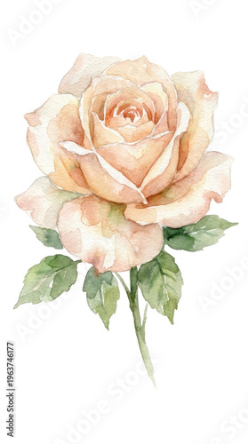 Delicate watercolor peach rose with green leaves