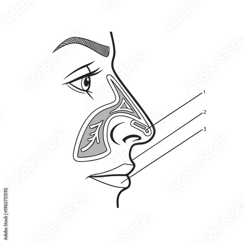 : Medical Nose Anatomy Line Art.