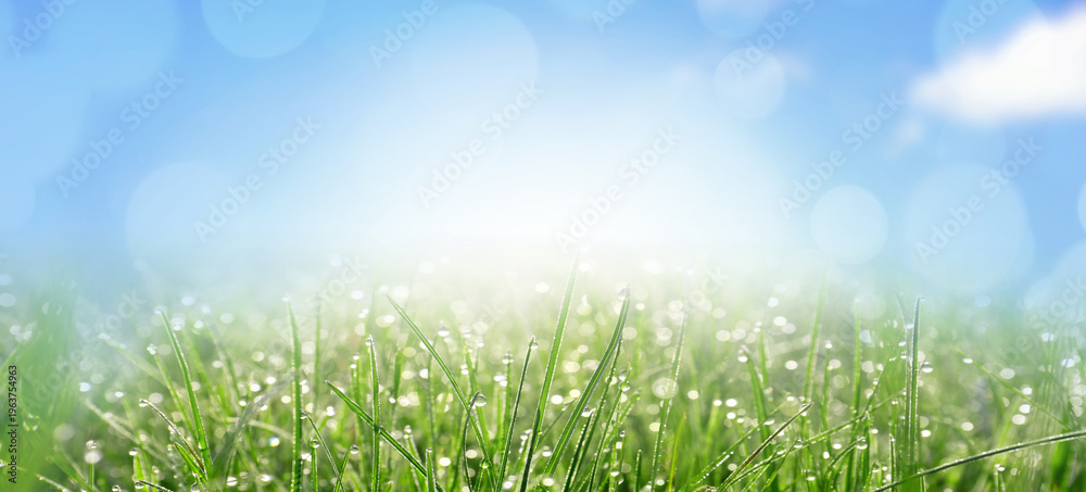 Fototapeta premium Bright green grass with shiny dew drops under beautiful sky in spring. Banner design