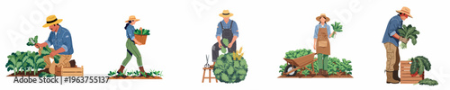 Diverse set of farmers harvesting fresh leafy greens in a garden, flat vector illustration isolated on white background.