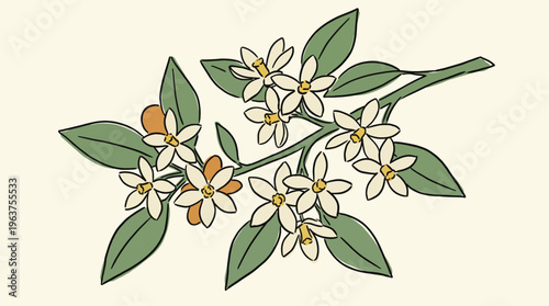 Hand-drawn style orange blossom branch with green leaves and delicate white petals