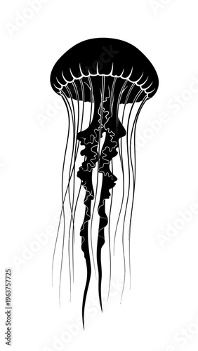 Black and White Jellyfish Illustration.
