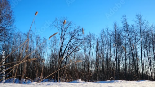 In a tranquil winter landscape, tall grasses sway gently in breeze against a brilliant blue sky. Bare trees stand tall, showcasing serene stillness of a cold day in nature embrace. Nature of Karelia