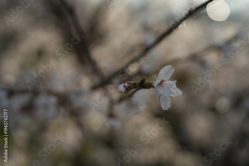 벚꽃 사이에서 한복을 입은 여성의 봄 감성 초상