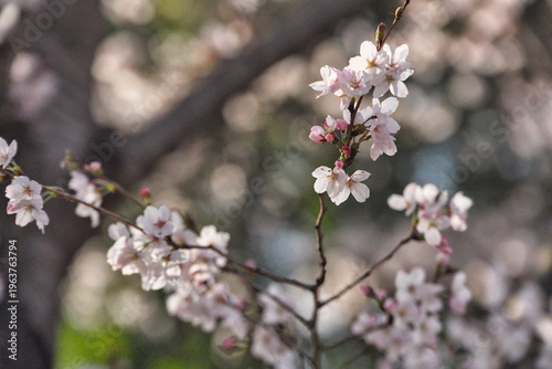 벚꽃 사이에서 한복을 입은 여성의 봄 감성 초상