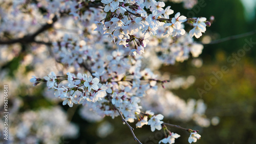 봄날 벚꽃 클로즈업 자연 배경
