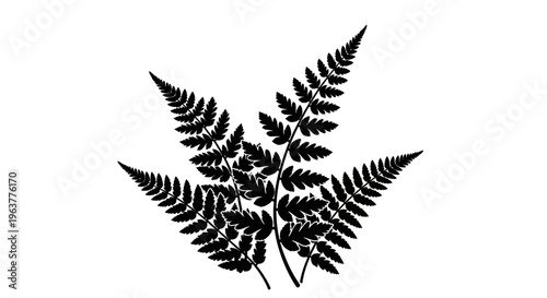 Black silhouette of fern leaves.