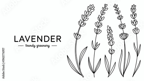Slika na platnu A minimalist botanical illustration features several lavender sprigs and the wor