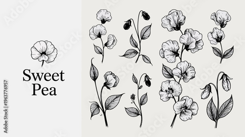 Photos A delicate botanical illustration showcases several sweet pea flowers and foliag