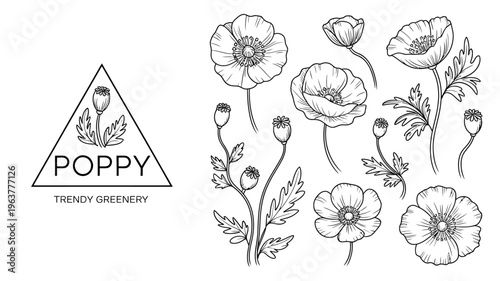 A botanical illustration features several poppy flowers and buds arranged around a triangular design with the word poppy high quality professional detailed modern elegant stylish clean